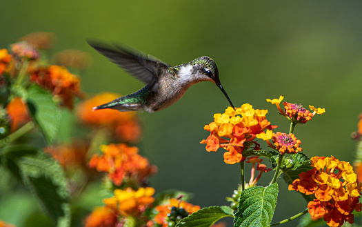 Detail Humming Bird Image Nomer 33