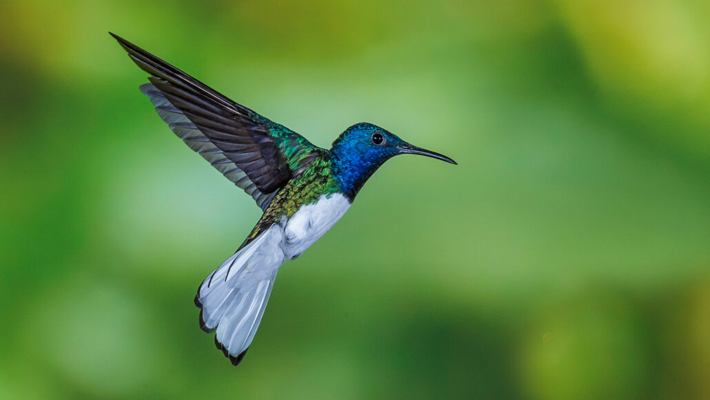 Detail Humming Bird Image Nomer 5
