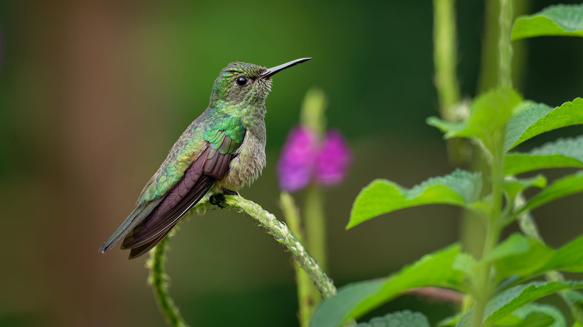 Detail Humming Bird Image Nomer 35