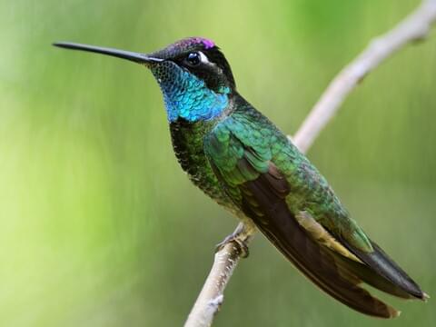 Detail Humming Bird Image Nomer 36