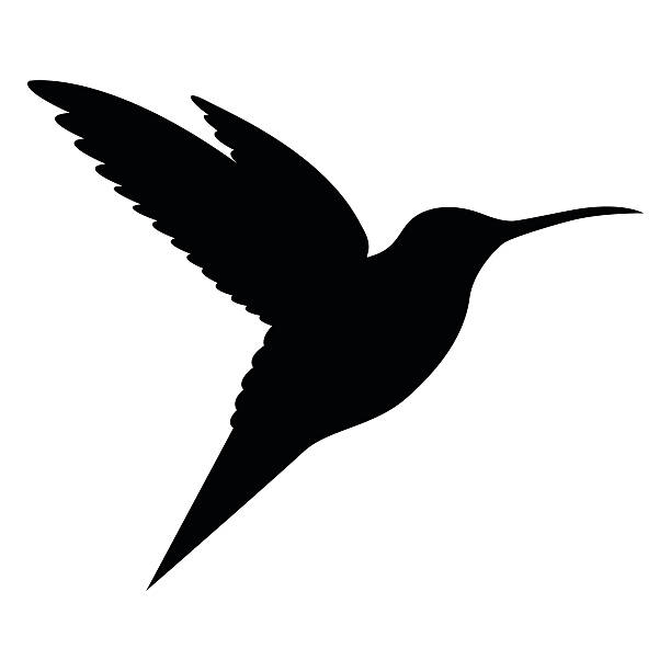 Detail Humming Bird Image Nomer 37