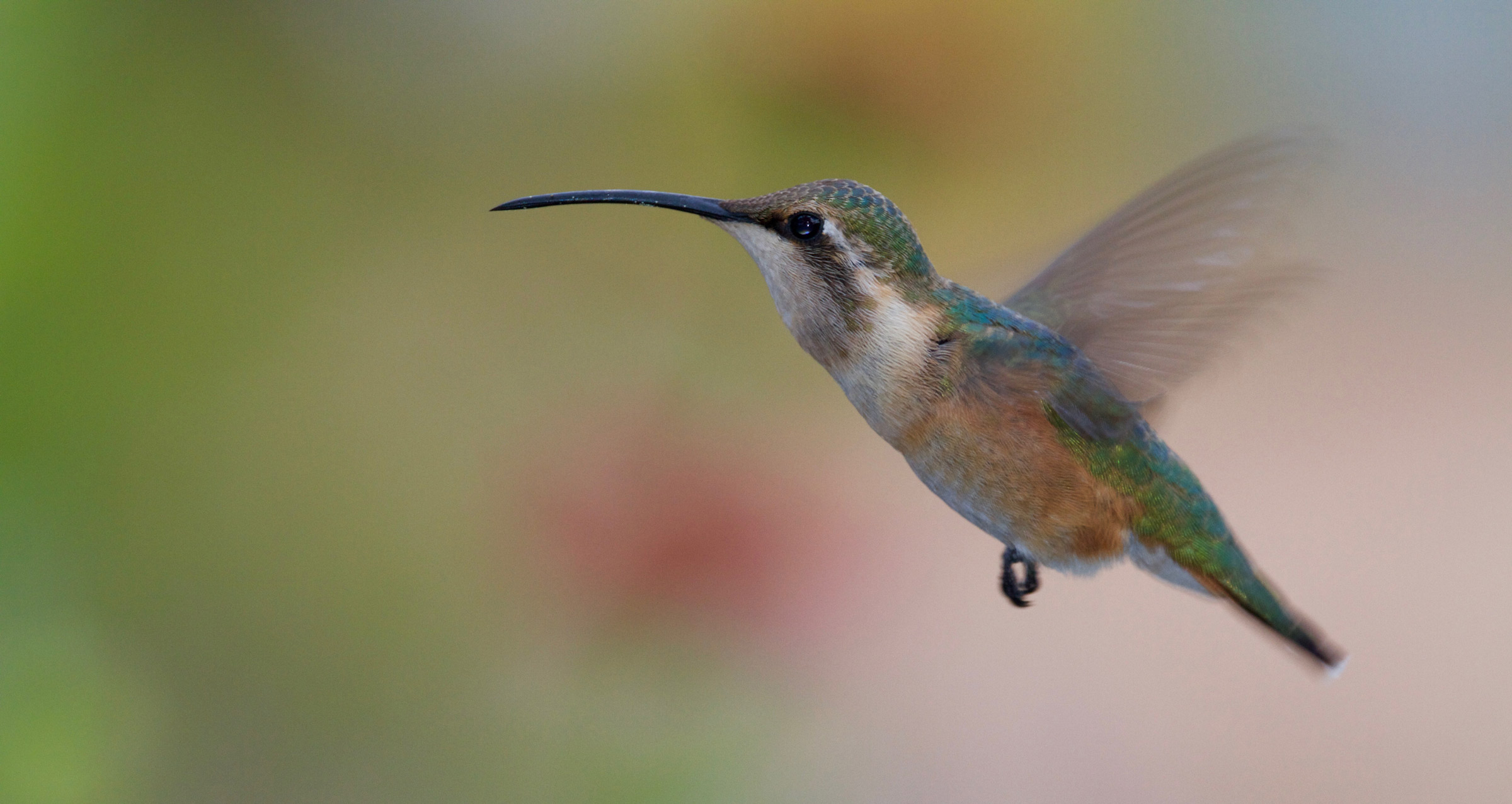 Detail Humming Bird Image Nomer 38