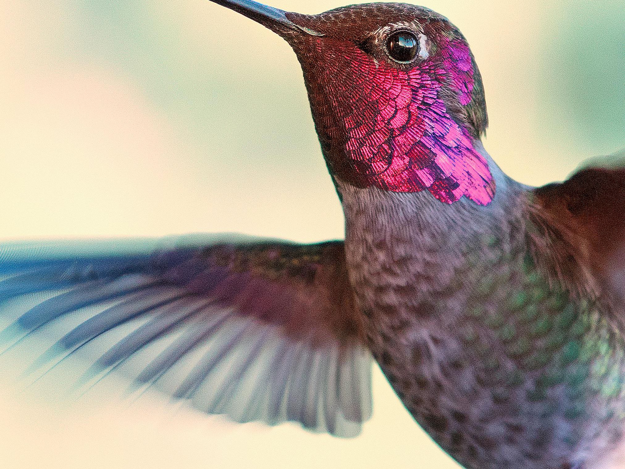 Detail Humming Bird Image Nomer 39