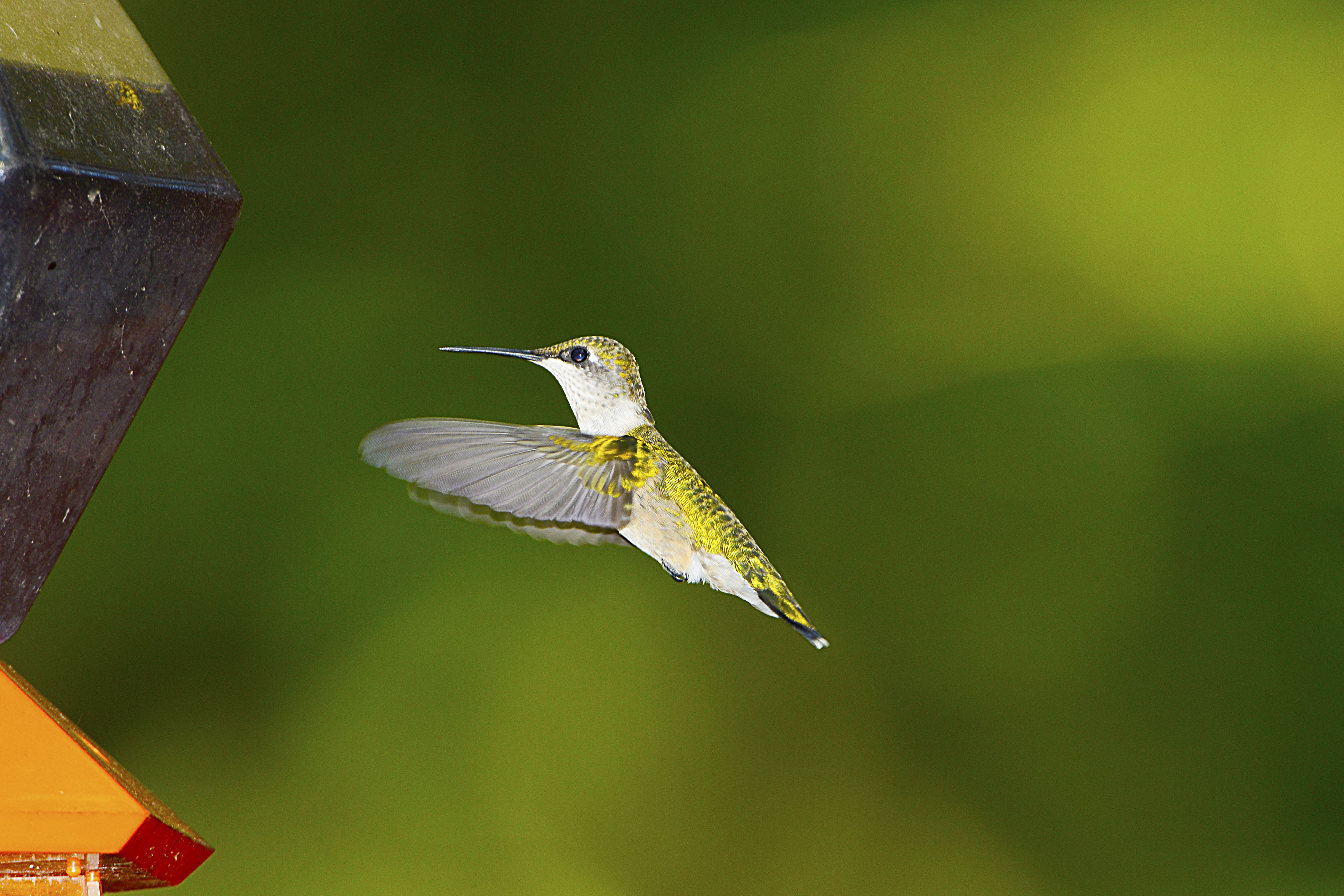 Detail Humming Bird Image Nomer 43