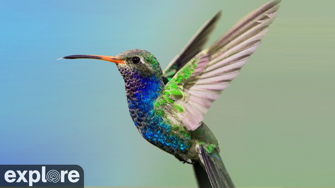 Detail Humming Bird Image Nomer 44