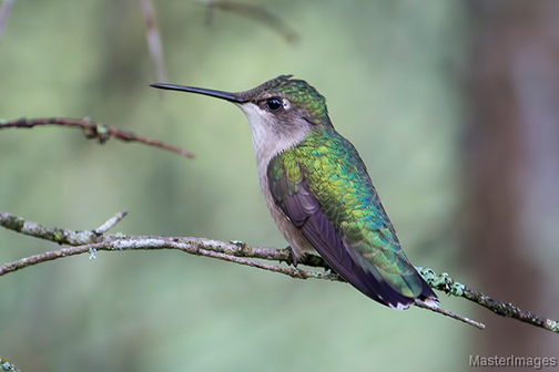 Detail Humming Bird Image Nomer 45