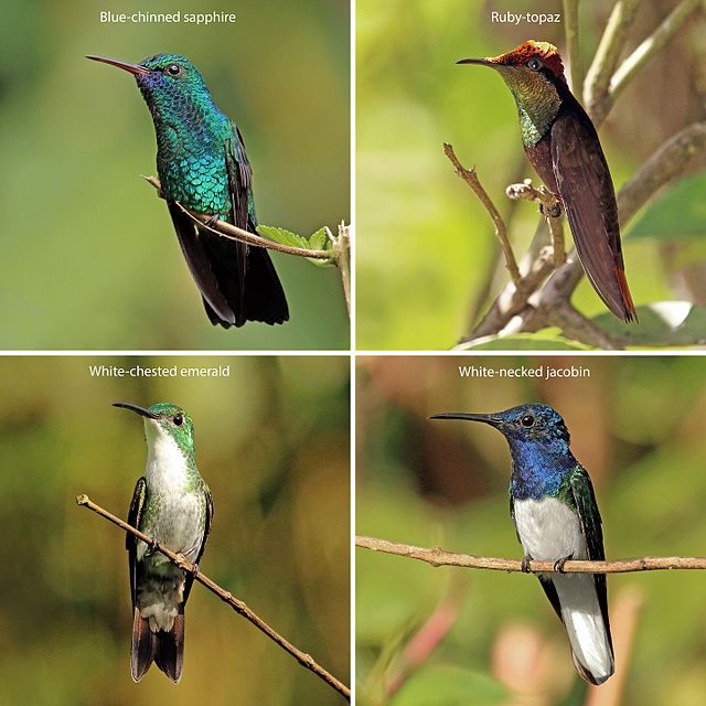 Detail Humming Bird Image Nomer 47