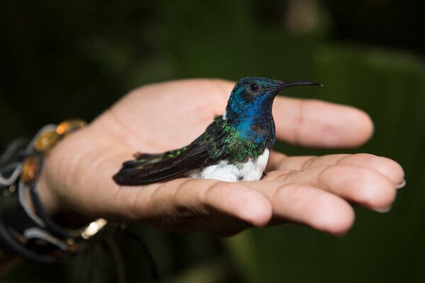 Detail Humming Bird Image Nomer 48