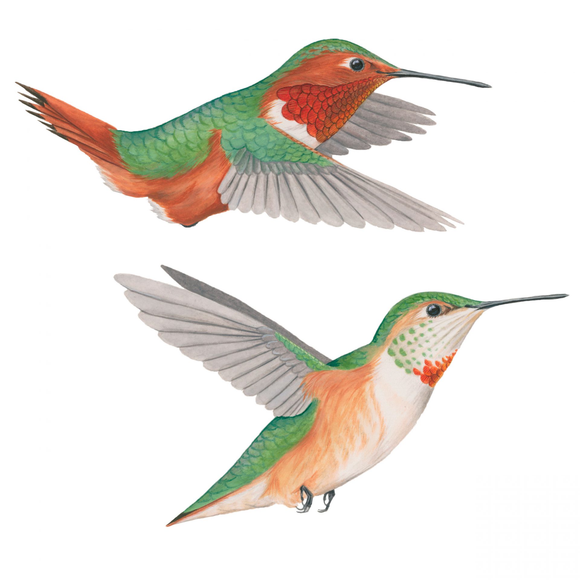 Detail Humming Bird Image Nomer 49