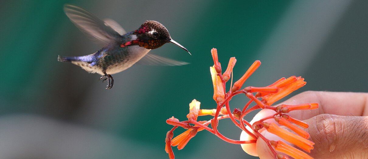 Detail Humming Bird Image Nomer 50