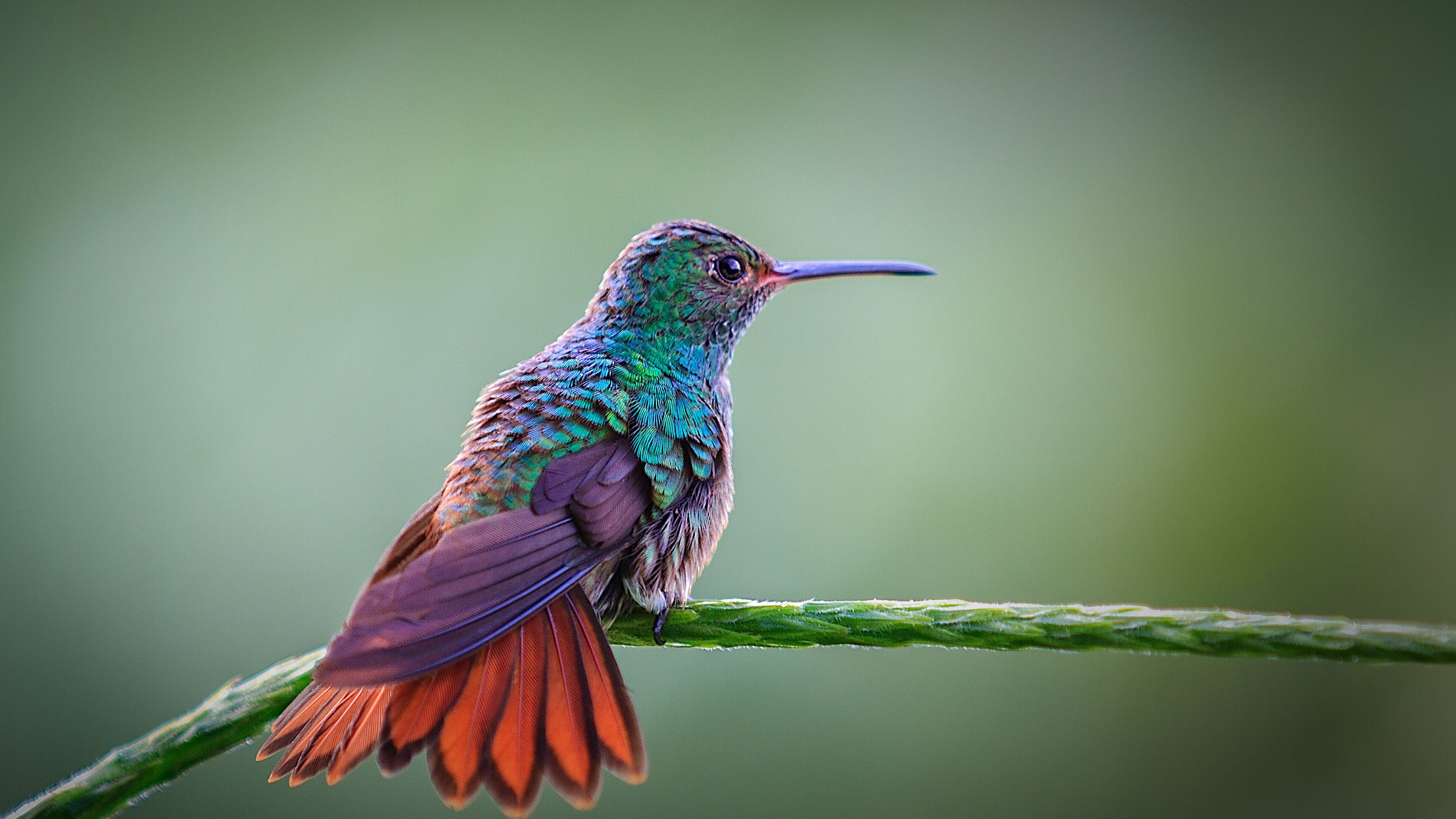 Detail Humming Bird Image Nomer 7