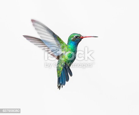 Detail Humming Bird Image Nomer 8