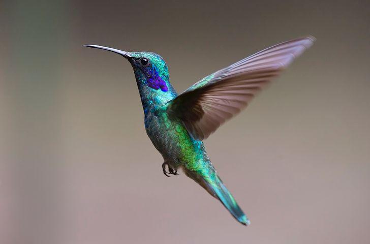 Detail Humming Bird Image Nomer 9