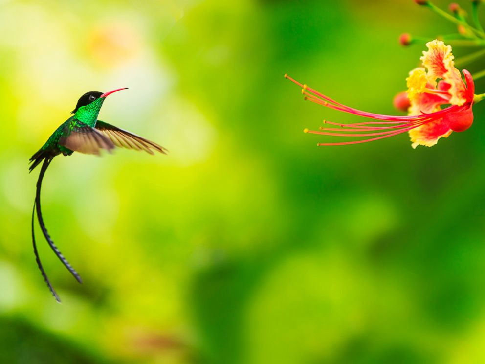 Detail Humming Bird Images Nomer 26