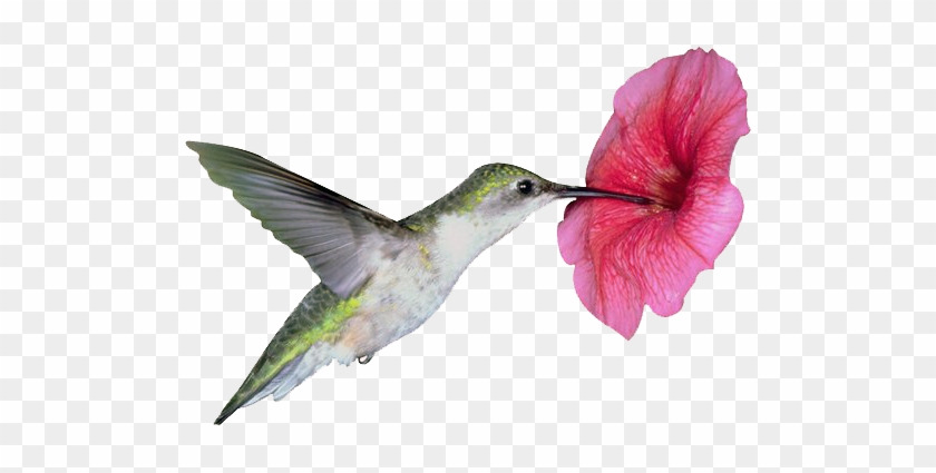 Detail Hummingbird And Flower Clipart Nomer 18