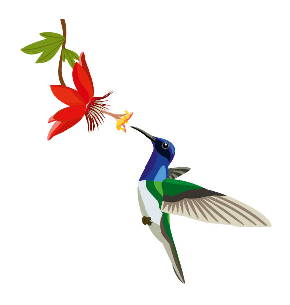 Detail Hummingbird And Flower Clipart Nomer 4