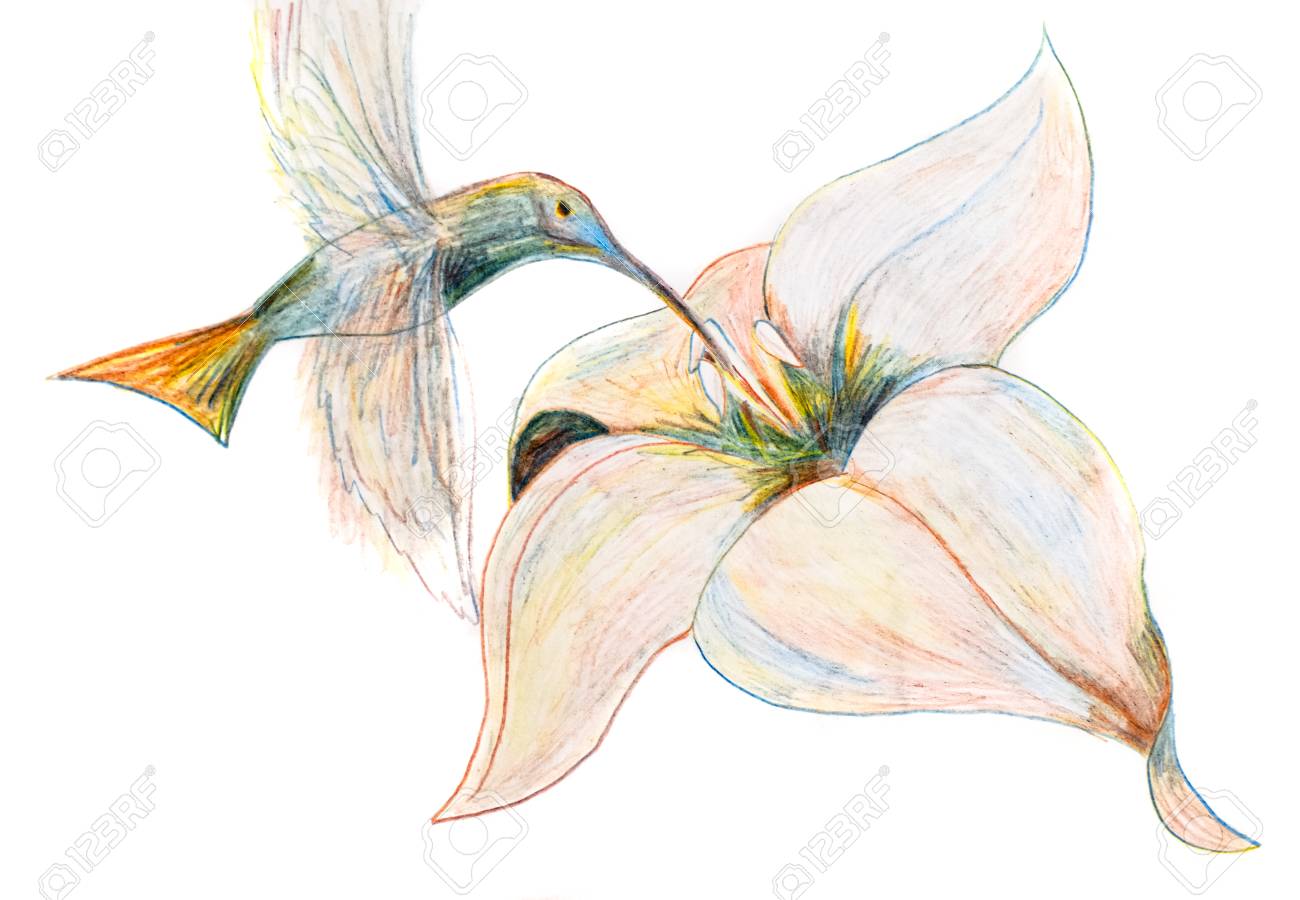 Detail Hummingbird And Flower Pencil Drawing Nomer 19