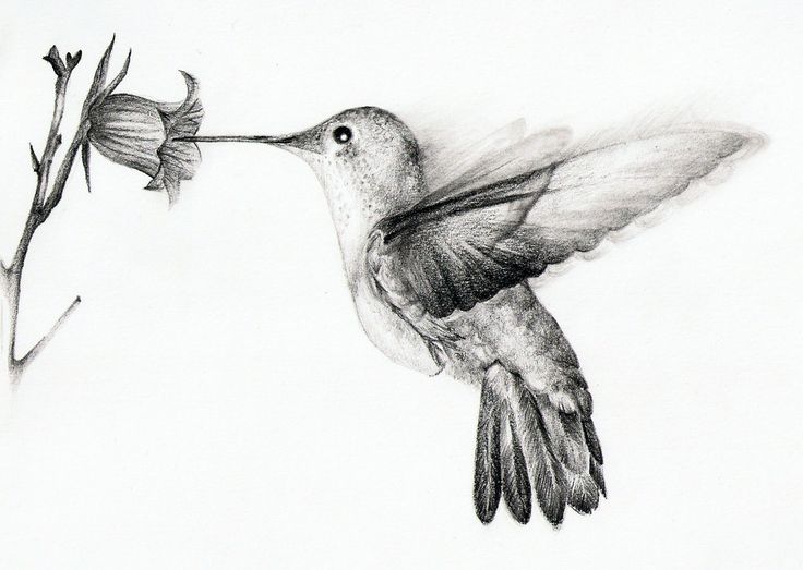 Detail Hummingbird And Flower Pencil Drawing Nomer 25