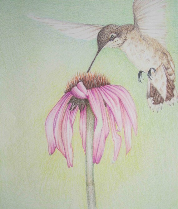 Detail Hummingbird And Flower Pencil Drawing Nomer 41