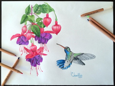 Detail Hummingbird And Flower Pencil Drawing Nomer 52