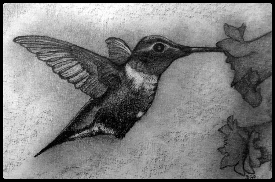 Detail Hummingbird And Flower Pencil Drawing Nomer 56