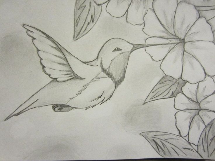 Detail Hummingbird And Flower Pencil Drawing Nomer 9