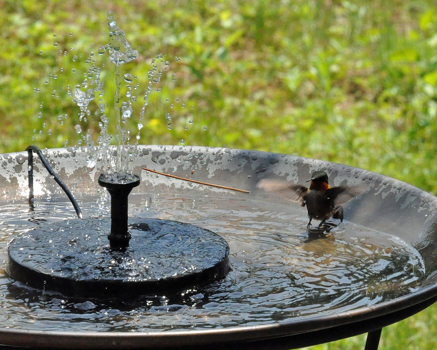 Detail Hummingbird Bird Bath Fountain Nomer 3