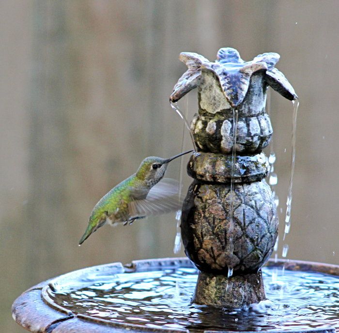 Detail Hummingbird Bird Bath Fountains Nomer 16