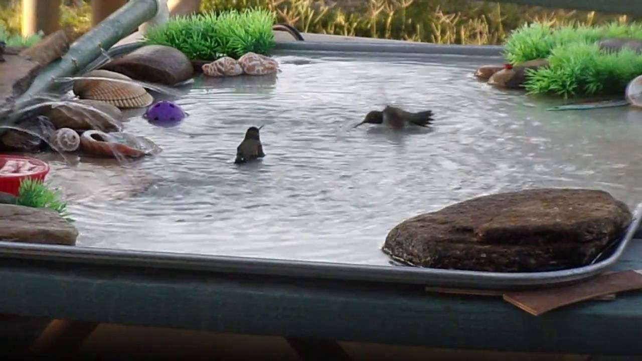Detail Hummingbird Bird Bath Fountains Nomer 24