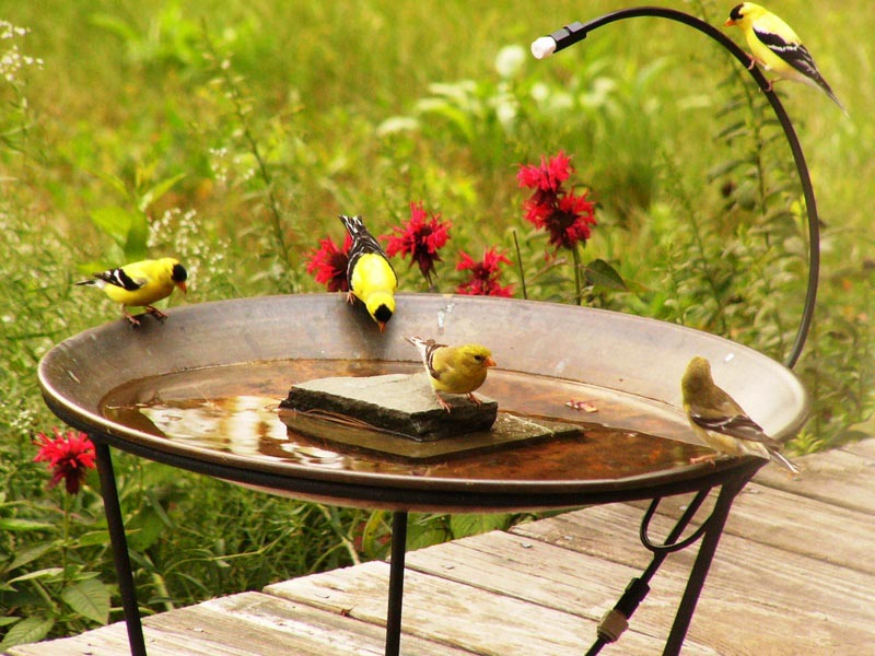 Detail Hummingbird Bird Bath Fountains Nomer 7