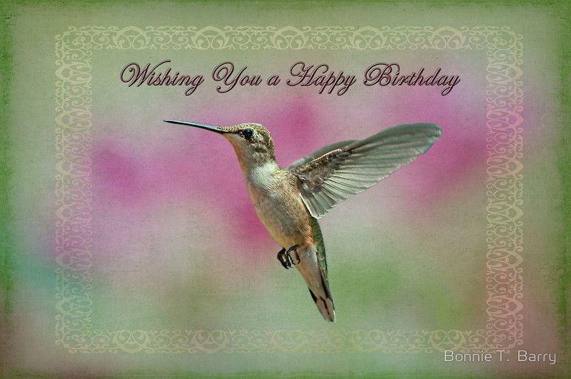 Detail Hummingbird Birthday Meme Nomer 2