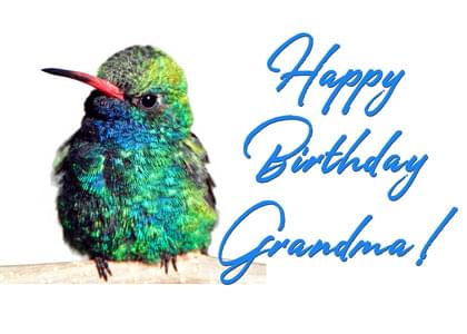 Detail Hummingbird Birthday Meme Nomer 14