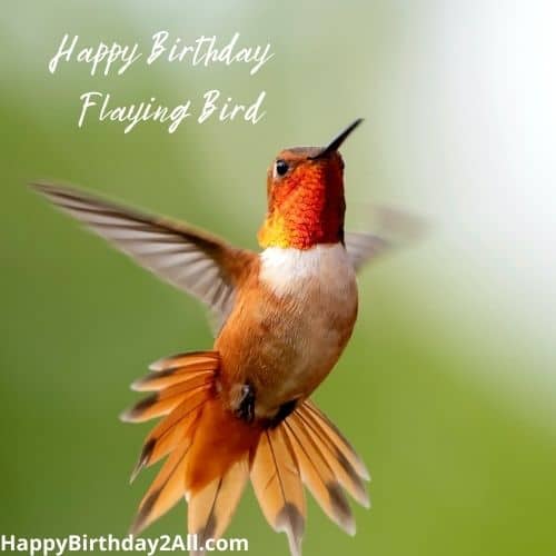 Detail Hummingbird Birthday Meme Nomer 40