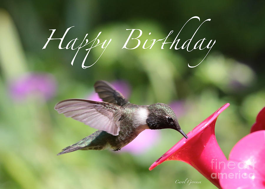 Detail Hummingbird Birthday Meme Nomer 6