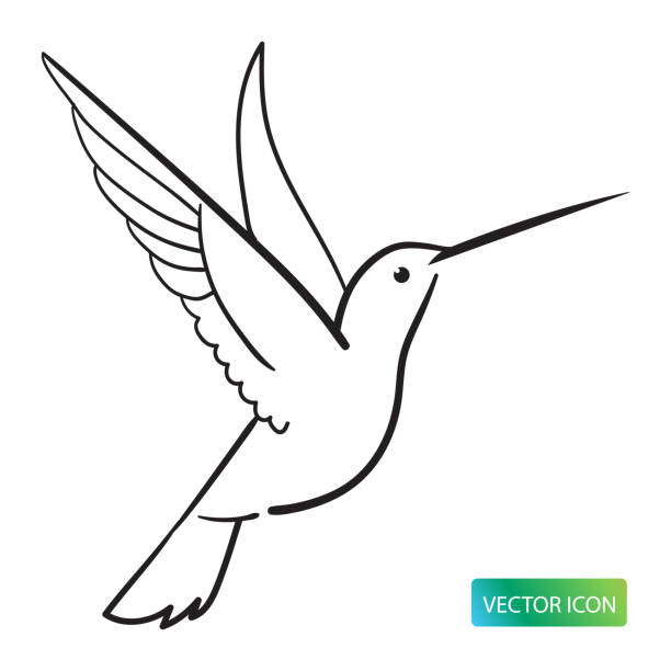 Detail Hummingbird Black And White Clipart Nomer 7