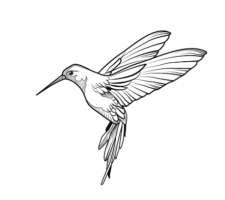 Detail Hummingbird Black And White Clipart Nomer 15