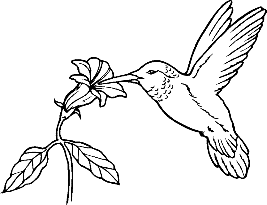 Detail Hummingbird Black And White Clipart Nomer 23