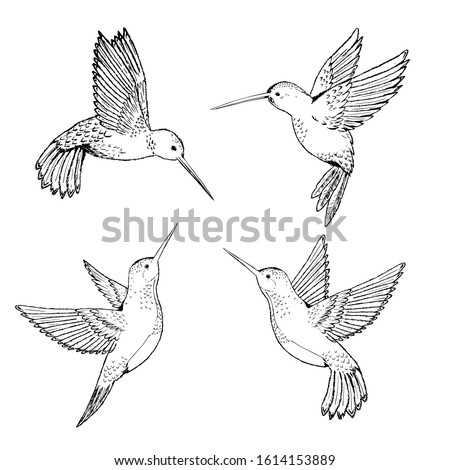 Detail Hummingbird Black And White Clipart Nomer 28