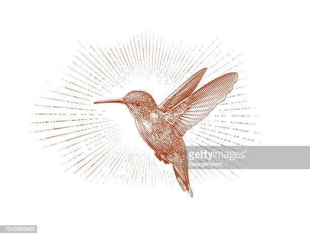 Detail Hummingbird Black And White Clipart Nomer 33