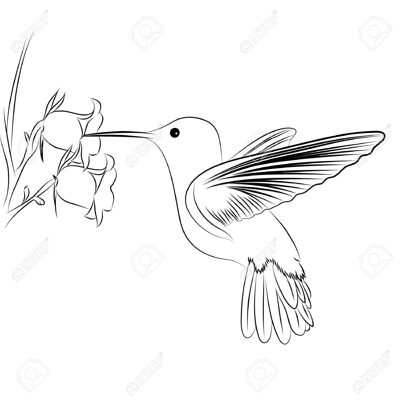 Detail Hummingbird Black And White Clipart Nomer 44