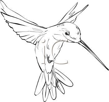 Detail Hummingbird Clip Art Free Nomer 24
