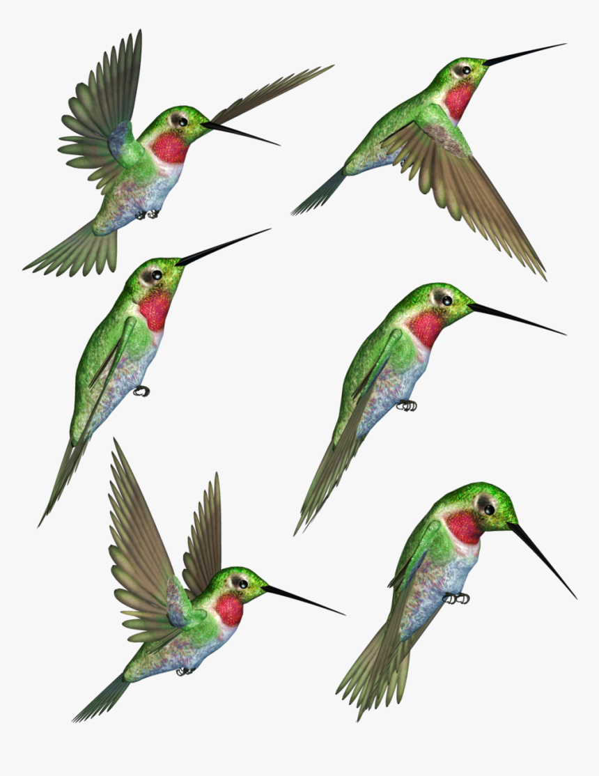 Detail Hummingbird Clipart Nomer 48