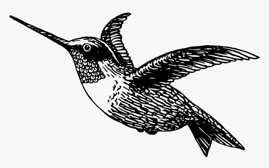 Detail Hummingbird Clipart Black And White Free Nomer 11