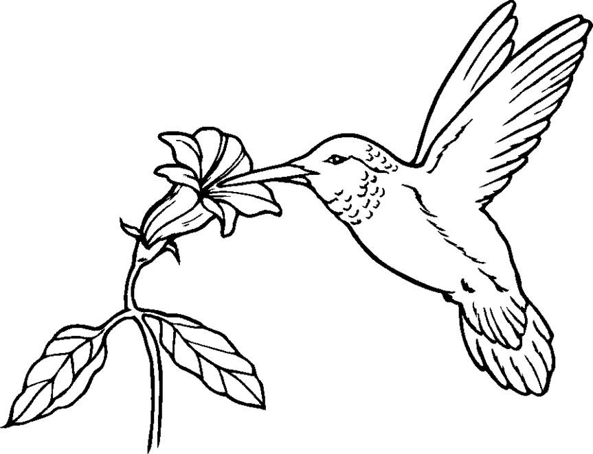 Detail Hummingbird Clipart Black And White Free Nomer 2