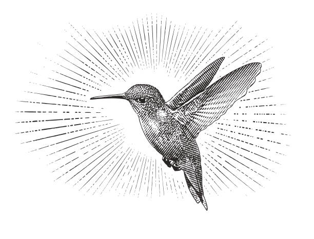 Detail Hummingbird Clipart Black And White Free Nomer 23