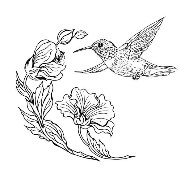 Detail Hummingbird Clipart Black And White Free Nomer 32