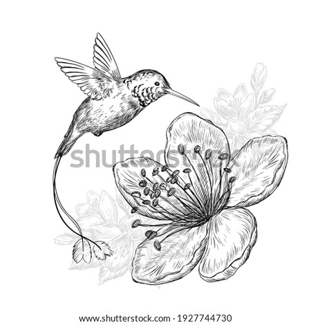 Detail Hummingbird Clipart Black And White Free Nomer 48