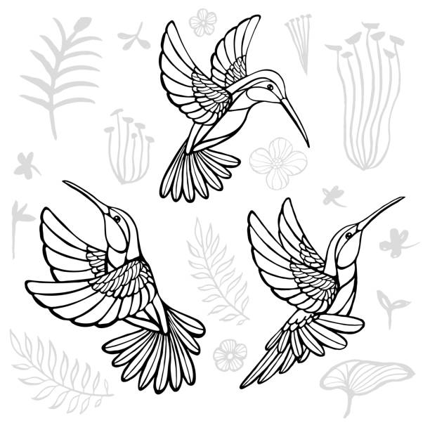 Detail Hummingbird Clipart Black And White Free Nomer 49