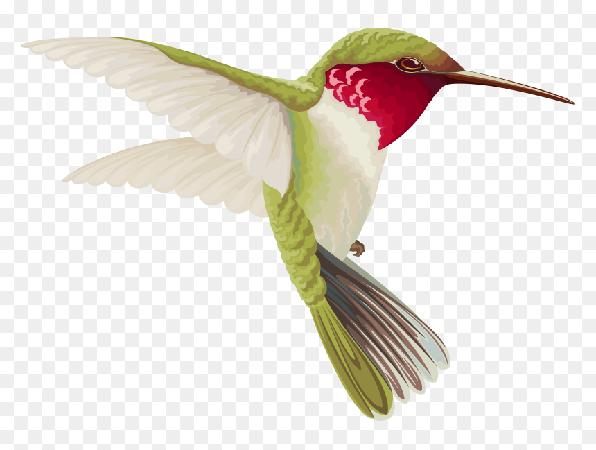 Detail Hummingbird Clipart Png Nomer 6