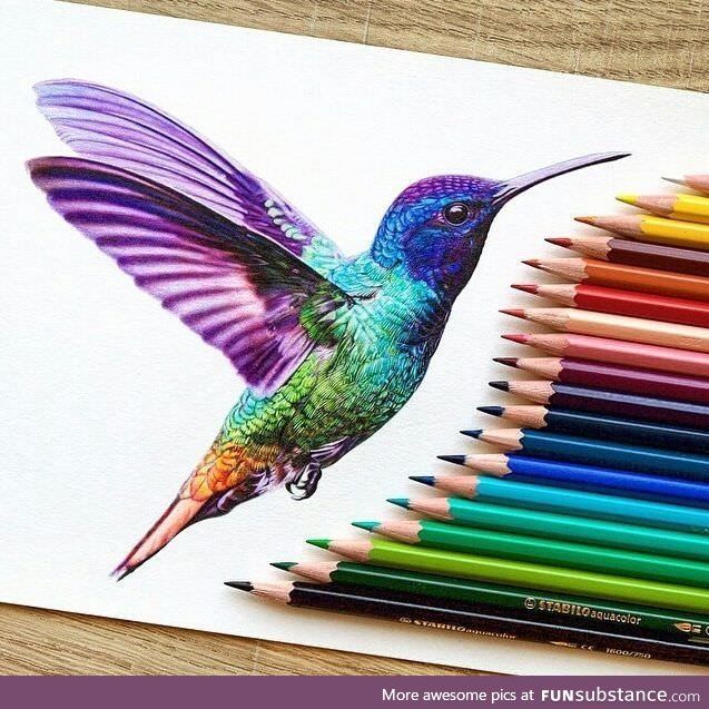 Hummingbird Colored Pencil Drawing - KibrisPDR